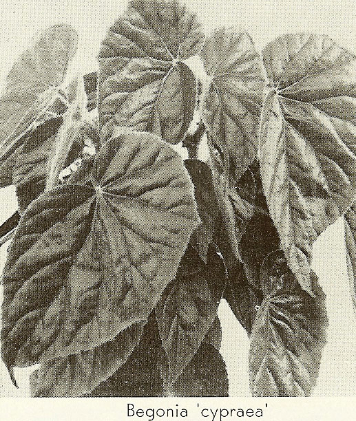 B. ‘Cypraea’